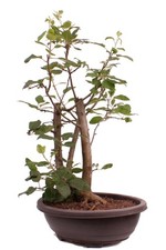 Bonsai - Malus spec