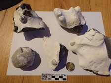 Kreidefossilien rügen seeigel - kreidefossilien,