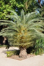 1x Dattelpalme - Phoenix theophrastii, (Kretische Dattelpalme) Frostverträglich