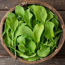 Astro Arugula Seeds | Heirloom