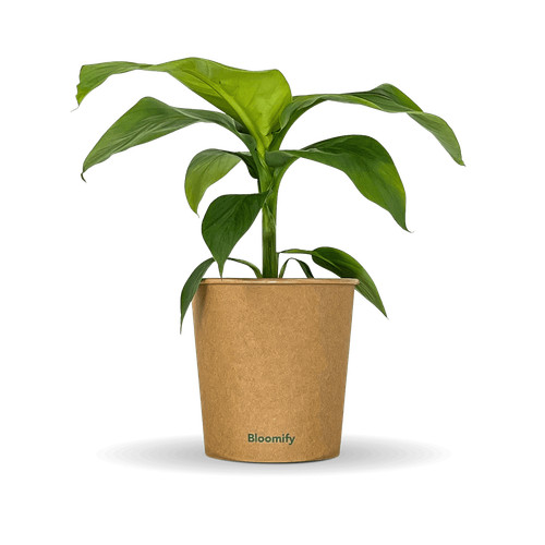 Banane bob 50 - "bob", cm