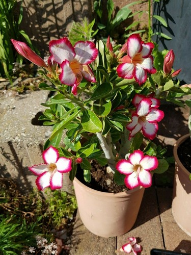 Wüstenrose adenium obesum - obesum,