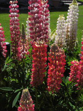 Lupine 100- frischer Samen aus