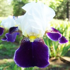 Iris Rhizom Staude Blüten