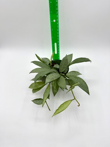 Hoya lacunosa mint - ‘mint, coin’