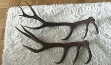 Abwurfstangen Geweihstangen Hirschgeweih Geweih