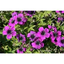 Geranium psilostemon 'Dragon