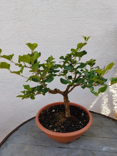 Bonsai flieder von - bonsai, #