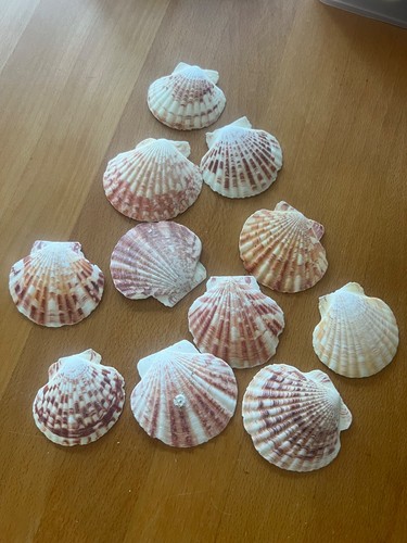 Jakobsmuscheln sommerparty - jakobsmuscheln,