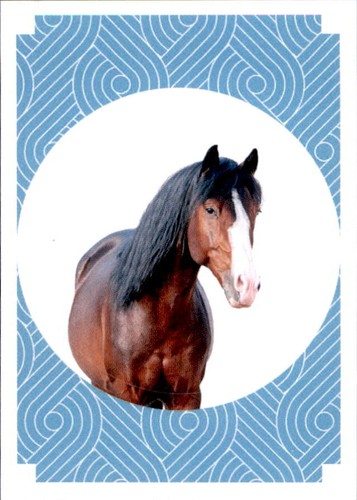 Panini pferde meine - pferde,