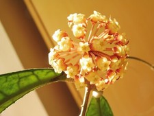 ?Hoya Finlaysonii nativ to Borneo ?schöne Pflanze?Blattschönheit länglich 