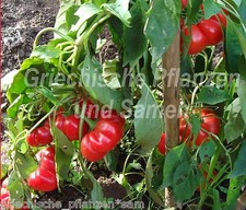 ? ?️ Szuszanna * Apfel-Paprika Ungarn* Rekordernte* 10 Samen