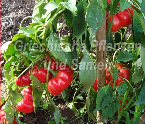 Szuszanna - 🌶️,