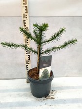 Araucaria araucana 50-60cm