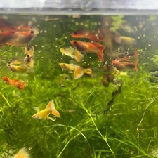 Guppy Fish Assorted Mixed