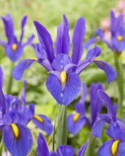 20 Schwertlilien Iris Hollandica Mickey Purper Blumenzwiebeln