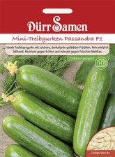 Mini-Treibgurken Passandra F1