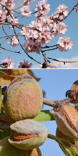 Mandelbaum süßmandel 2 - mandelbaum,