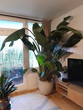 Grosse Pflanze Streliza Nicolai 240cm, natural-stone pot and watering system