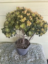 Bonsai Tree Aeonium Kiwi Tree