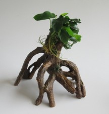 Wurzel mit Anubias nana - Zwergspeerblatt Mangrove Aquarienpflanze Aquarium Deko