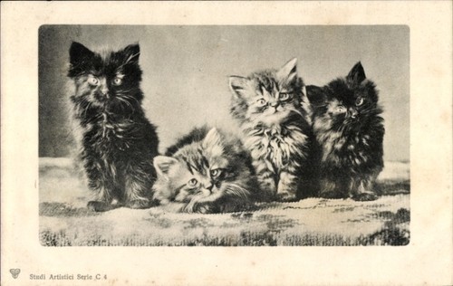Vier junge katzen - junge,