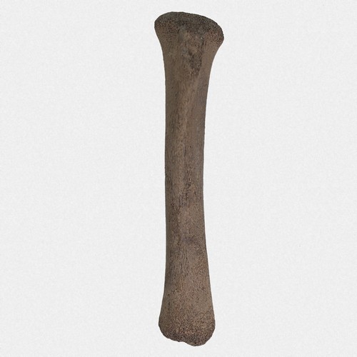 Tibia wildschwein sus scrofa - wildschwein,