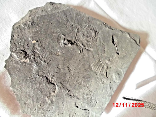 Fossil schiefer ammonit - schiefer,,