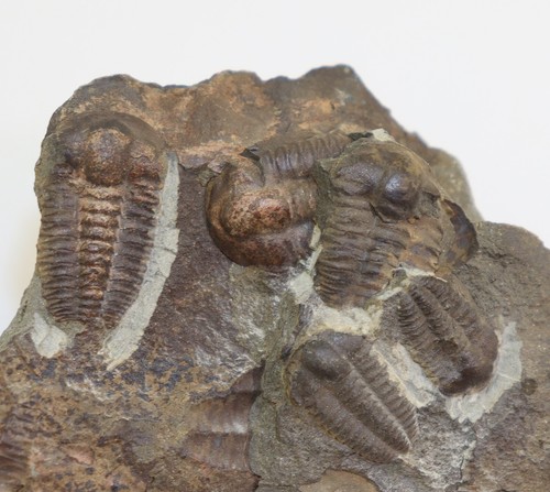 Trilobit ellipsocephalus - trilobit,,