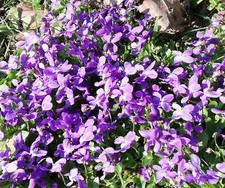 SAMEN Duft-Veilchen-Blüten