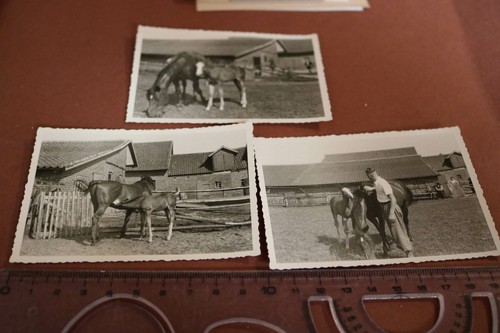 Drei tolle alte fotos - -, stute