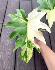Sale2267 Philodendron Radiatum