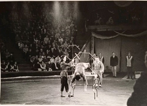 Zirkus artisten artistik - zirkus,
