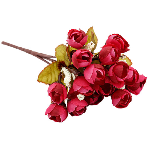 Sternknospe rosen - sternknospe,
