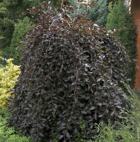 Schwarzrote hängebuche - schwarzrote,