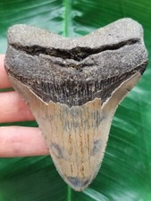 10,1 cm gemusterter Unterkiefer-Zahn des Megalodon - Hai Zahn Fossil