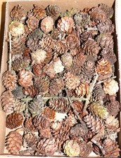 85 Lärchenzapfen klein, Naturbelassen, getrocknet/Floristik/Basteln/Dekoideen