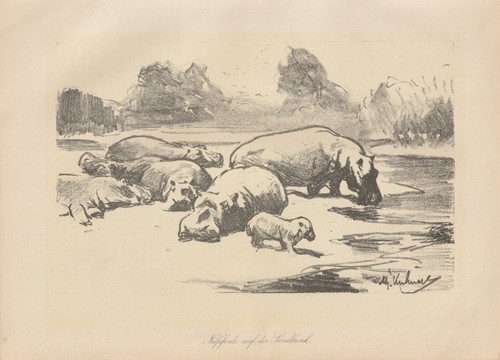 Nilpferde auf der sandbank - der,