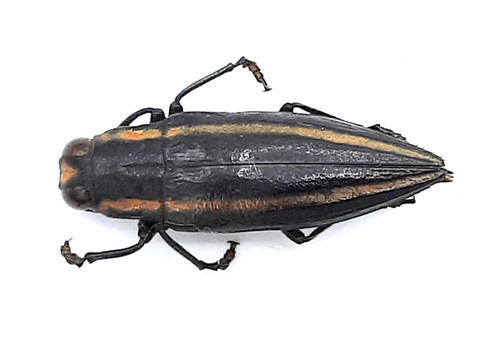 Buprestidae iridotaenia sp - iridotaenia,