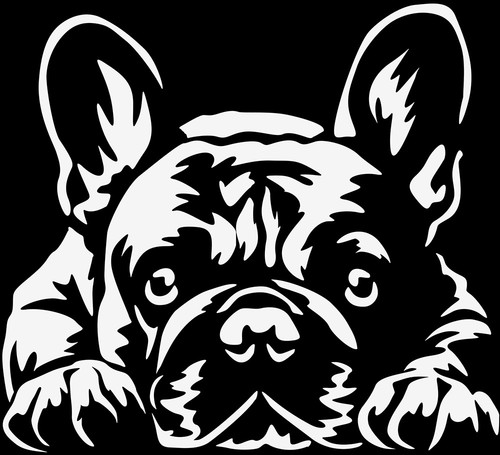 Französische bulldogge - franzÖsische,