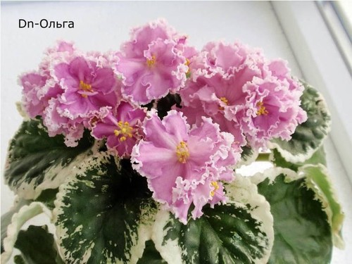 Olga usambaraveilchen - dn-olga,,