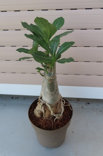 Adenium arabicum wüstenrose - adenium,