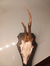 Rehheweih  abnorm, 3,Ender