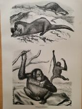 1860 Orangutan Original Engraving Illustration Kupferstich Vintage Retro Design 