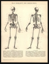 Druck anno 1896 - Skelett -Medizin Gerippe Anatomie Anthropotomie Knochen Wirbel