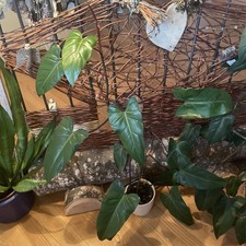 Philodendron
