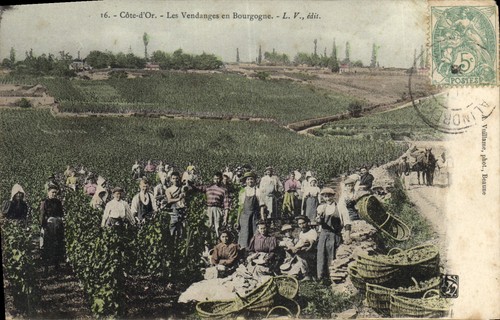 Côte les vendanges en - vendanges,