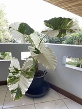 RE 2986XZ XXL Alocasia Macrorrhiza variegata Samen Stück 2