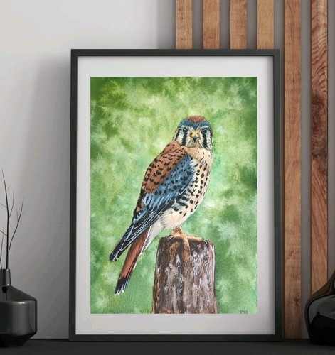 Originales falken aquarell - originales,