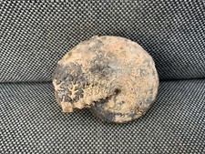 Trias Ammonoid Hypokladiszites